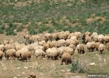 مواشي الكرك جائعة والبيطرة تعوق صرف الاعلاف  