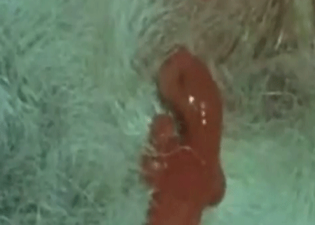 ولاده الكنغر 