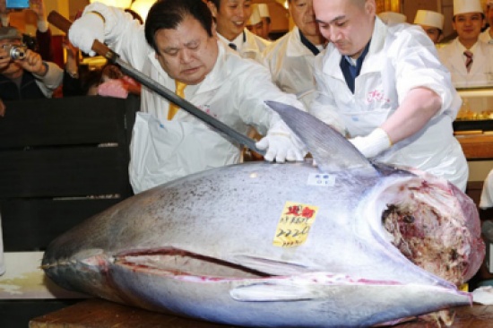 صور: السمك الأغلى في العالم يحطم كل الأرقام القياسية!