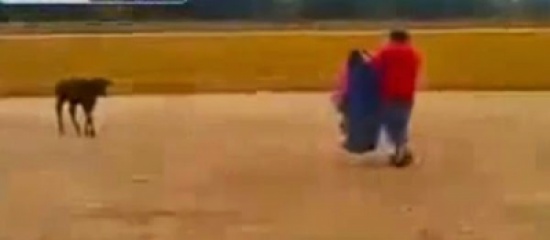 شاهد ماذا فعل العجل الصغير بالرجل المغرور