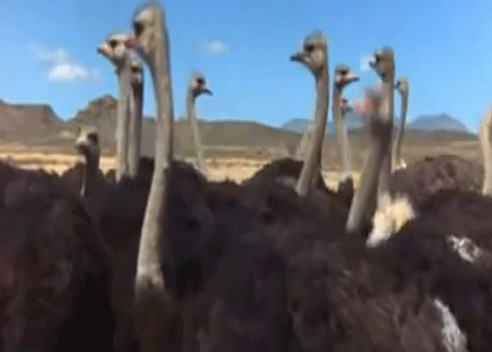 النعام الافريقي
