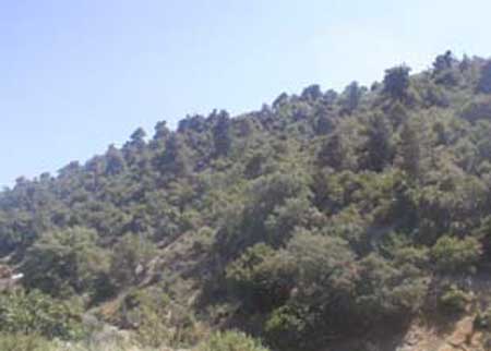 حريق في غابة قرب قلعة عجلون