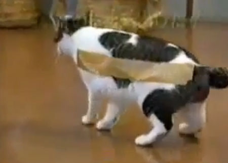لاصق على  القطه 