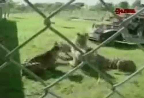 لا تجرب اللعب مع النمور