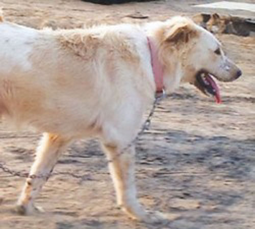 السعودية: الحكم بسجن شابين أسبوعا و50 جلدة لقتلهما كلبا 