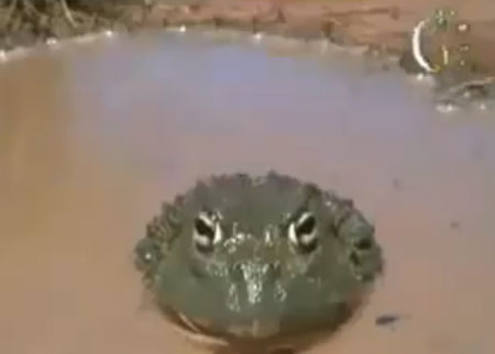 الضفدع الام