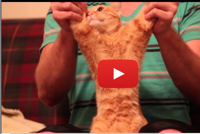 القط الراقص ينافس اشهر نجوم الرقص في العالم