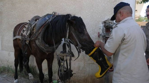 شرطى خلع حذاءه ليسقى حصانًا .. فنال مكافأة