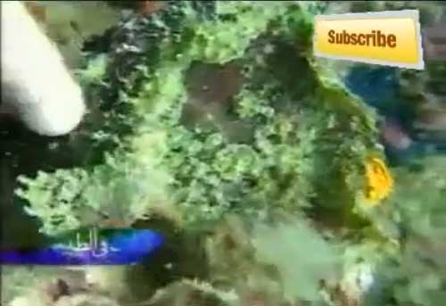 أغرب الاسماك