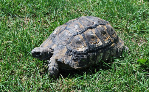 جهود تركية لاستعادة سلحفاة خطفها جندى بريطانى منذ 100عام