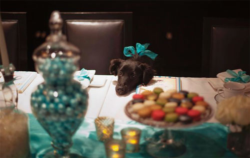 بالصور..فندق فخم للكلاب في نيويورك قريباً