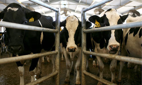 لصوص يسرقون 163 بقرة بعد تخدير الراعى ومساعده فى روسيا