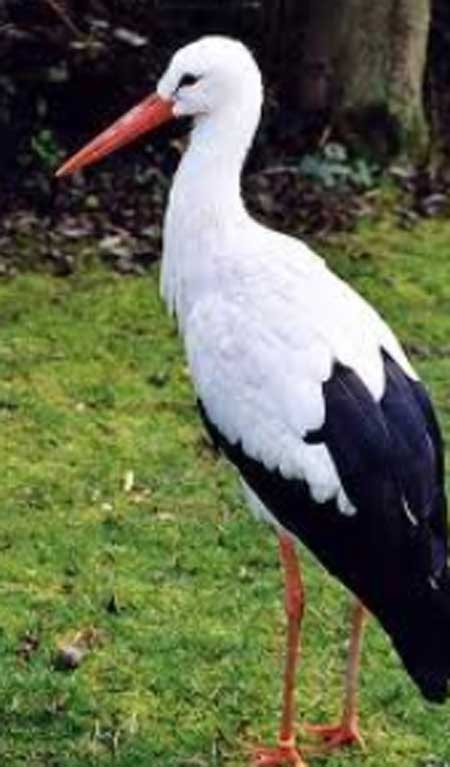اسراب من اللقلق تحلق في سماء الرمثا  