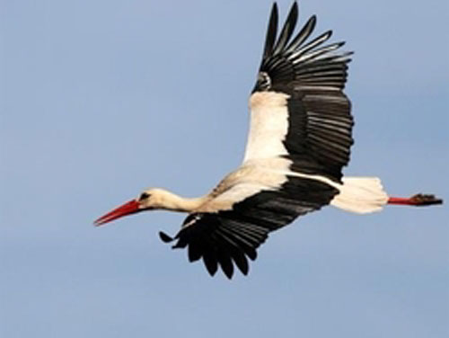 طائر لقلق يتسبب باندلاع حريق في فرنسا! 