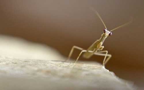 بعوض غريب يجتاح الضفة الغربية و يتغذى على الدم ويسبب حمى الضنك