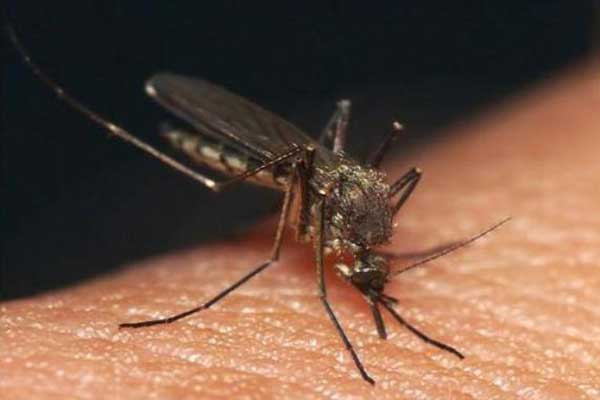 مسئول بصحة غزة :القطاع خالى حتى الآن من وجود "البعوض" الناقل لمرض حمى الدنج 