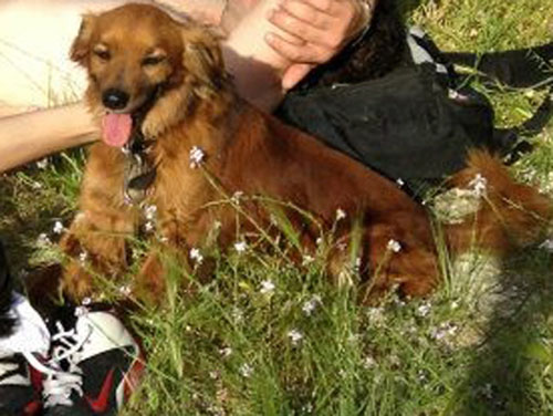 إسرائيل تعتقل "كلباً" لفلسطيني عض أحد جنودها