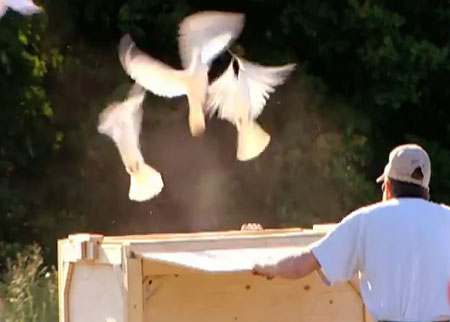 صندوق الطيور