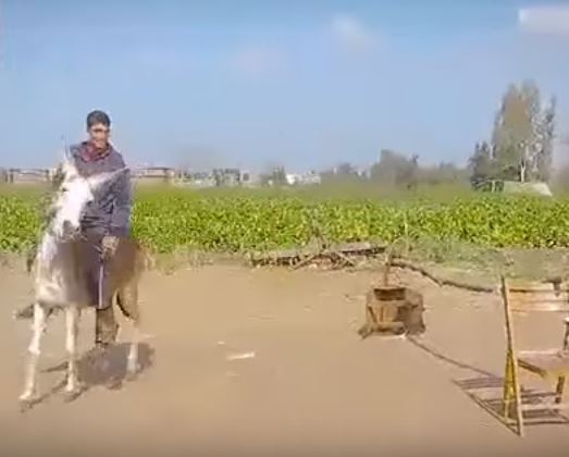 مقطع فيديو يحصد الالاف المشاهدات لحمار يتحدى الخيول في القفز عن الحواجز بمصر (فيديو)
