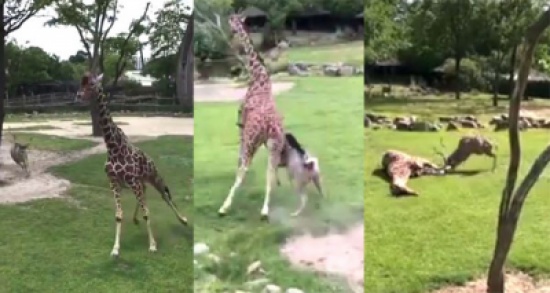 بالفيديو: شراسة خرافية من غزال اعتقد نفسه أسداً