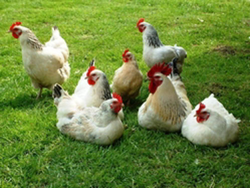 أميركي متهم بقتل 70 ألف دجاجة!