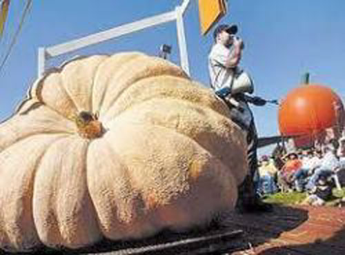 يقطينة لبنانية تزن 55 كيلوغراماً