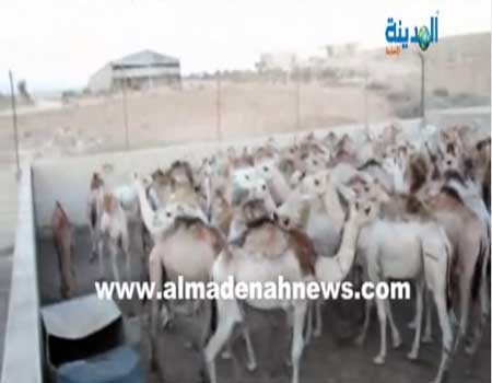 التكنولوجيا والزراعة يختلفان على 79 رأس أبل ( صور وثائق و فيديو ) التكنولوجيا والزراعة يختلفان على 79 رأس أبل ( صور وثائق و فيديو )