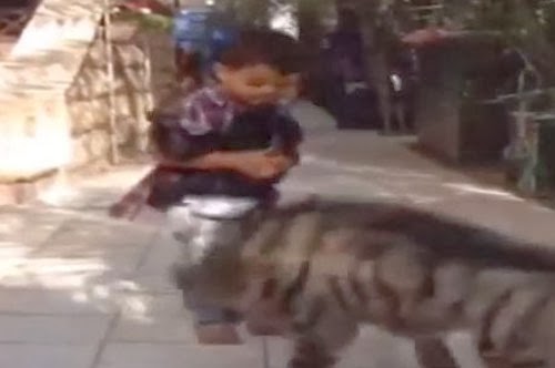 طفل يتصدى لهجمات ضبع مفترس !