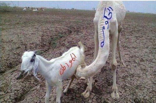 الدنيا خربانة الدنيا خربانة
