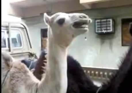ضحكة جمل