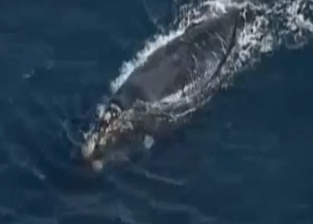 شاهد اصطدام أحد المتزلجين بحوت في البحر