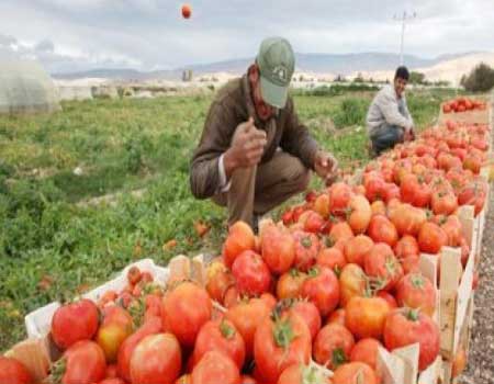 نتائج اجتماعات اللجنة الاردنية العراقية تنعش آمال المزارعين الاردنيين  