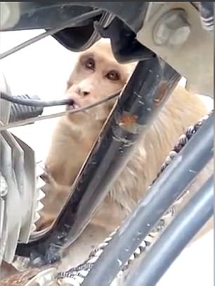 بالصور.. قرد مدمن يسرق وقود الدراجات النارية