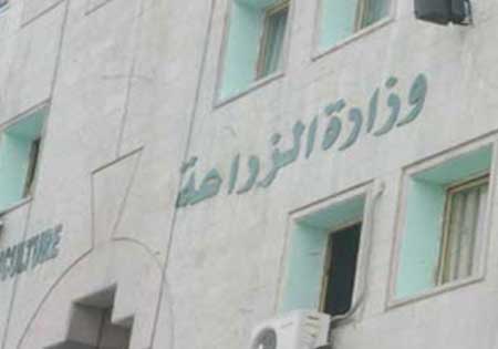 معاصر الزيتون تفتح ابوابها في 15 الشهر المقبل  