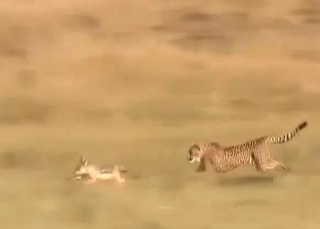 الفهد الصياد