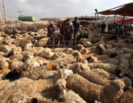 الرفاعي: 470 ألف رأس من الأضاحي البلدية والمستوردة في السوق المحلية 