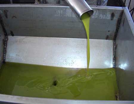 توقع انتاج 3034 طنا من زيت الزيتون بلواء ناعور