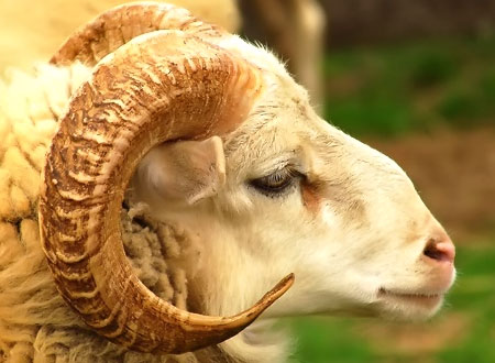 توقع استيراد 40 الف راس خراف حية من سوريا  