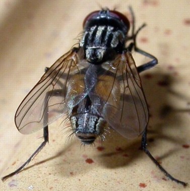  وزارة الزراعة تطلق حملة مكافحة الذباب المنزلي السنوية