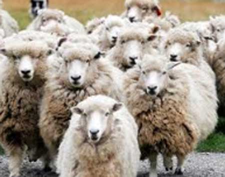 وزير الزراعة: الوزارة لم تعط أي تصاريح لاستيراد الخراف الحية من سوريا 