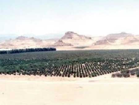 توقيع اتفاقية لزراعة الشجيرات الرعوية في مناطق البادية الاردنية