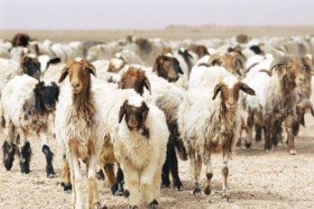 سرقة 15 رأس غنم في بلدة سبع صير