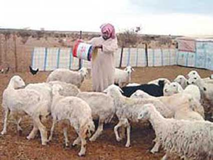 مربو المواشي في المزار الجنوبي يشكون تأخير تعداده