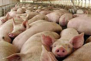 اصابة 11 طالبا في مدرسة عسكرية اسبانية بانفلونزا الخنازير ومنظمة الصحة تأمل انتاج لقاح مطلع تموز 