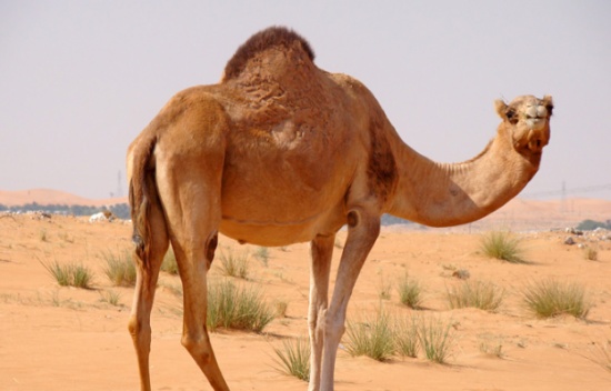10 اصابات بحادث تصادم مركبة بجمل في معان 10 اصابات بحادث تصادم مركبة بجمل في معان
