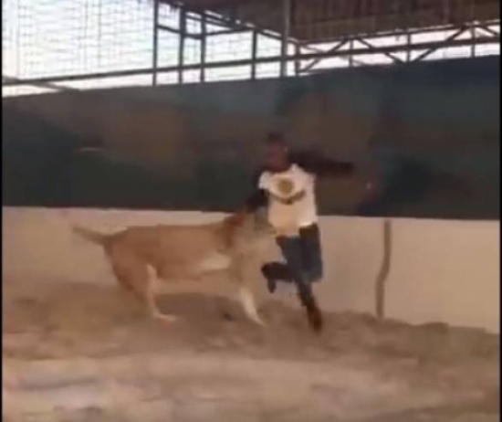 فيديو| أسد يهاجم رجلا لكي يجبره على الصلاة !
