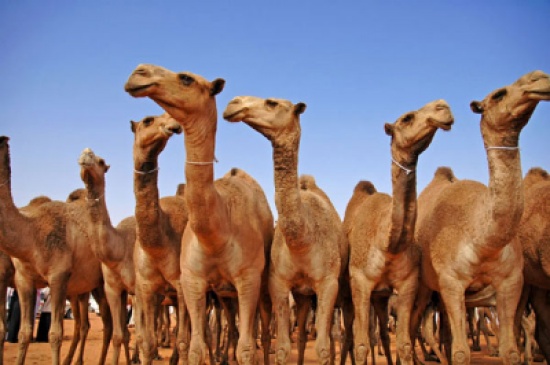 تقرير " هامل " على الإنترنت يكبد وزارة الزراعة 100 ألف دينار تقرير " هامل " على الإنترنت يكبد وزارة الزراعة 100 ألف دينار