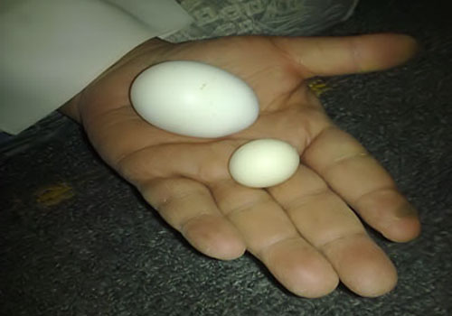 بيضة صينية.. الأصغر في العالم بيضة صينية.. الأصغر في العالم