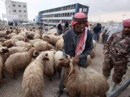 ألف أضحية من الأطباء العرب للاجئين سوريين ألف أضحية من الأطباء العرب للاجئين سوريين