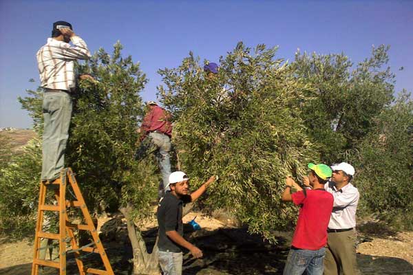زراعة الكورة تنصح بتأخير قطف الزيتون لبداية لشهر المقبل 
